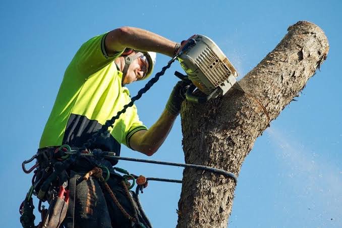 Tree Loppers Near Me: How Sydney Homeowners Should Choose