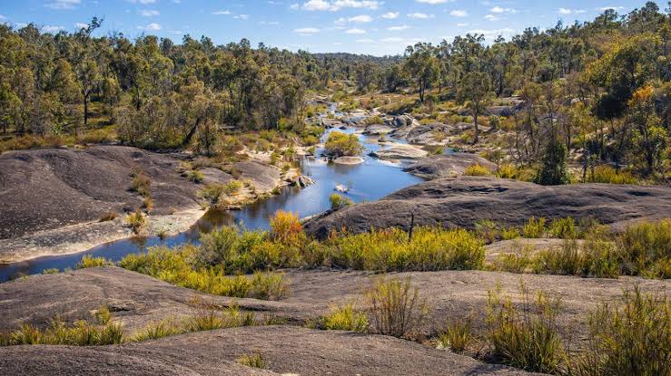 Tree Services Sydney: A Practical Guide to Booking the Right Help