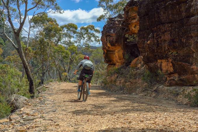 Tree Services Near Me: A Complete Sydney Booking Guide