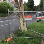 Tree Cutting Services Near Me: Safe Options for Sydney Properties