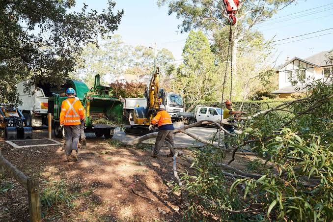 Tree Removal Company: How to Compare Sydney Contractors

