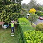 Tree Trimming Near Me: Sydney Pruning, Costs and Timing