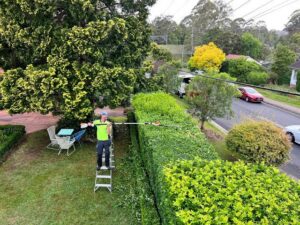 Read more about the article Tree Trimming Near Me: Sydney Pruning, Costs and Timing