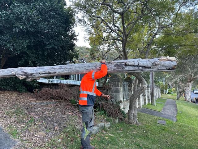 You are currently viewing Tree Loppers Near Me: How Sydney Homeowners Should Choose