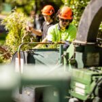 Tree Removal Company: How to Compare Sydney Contractors