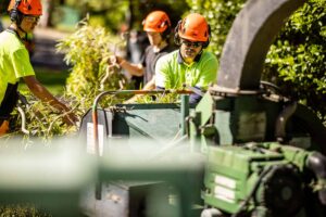 Read more about the article Tree Removal Company: How to Compare Sydney Contractors
