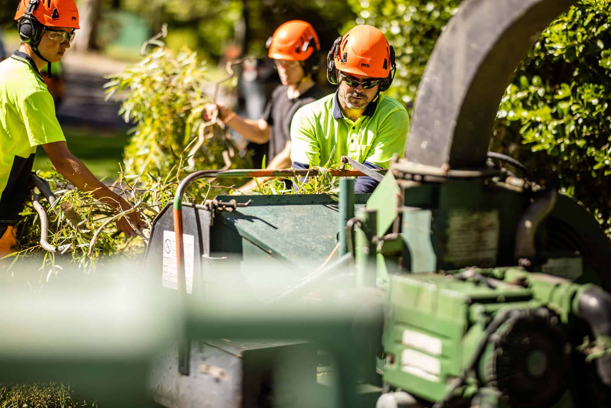 You are currently viewing Tree Removal Company: How to Compare Sydney Contractors
