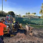 Finding Tree Stump Removal Near Me Without Overpaying