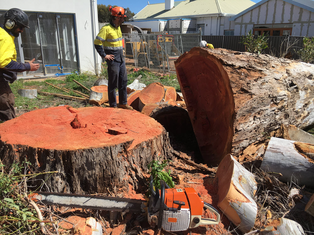 Tree Stump Removals