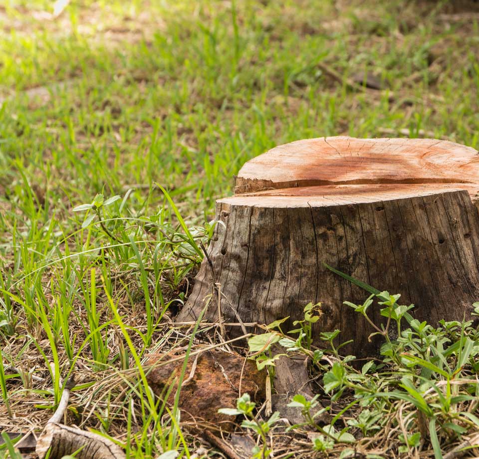 Tree Stump Removals