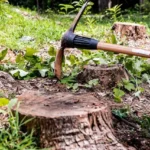 How Long Do Tree Stump Removals Usually Take?