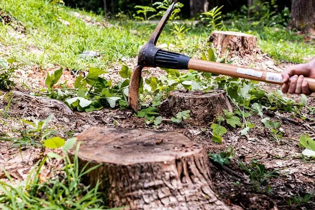 You are currently viewing How Long Do Tree Stump Removals Usually Take?