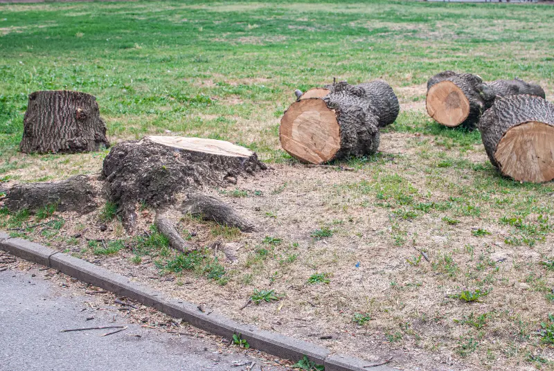 Tree Stump Removals